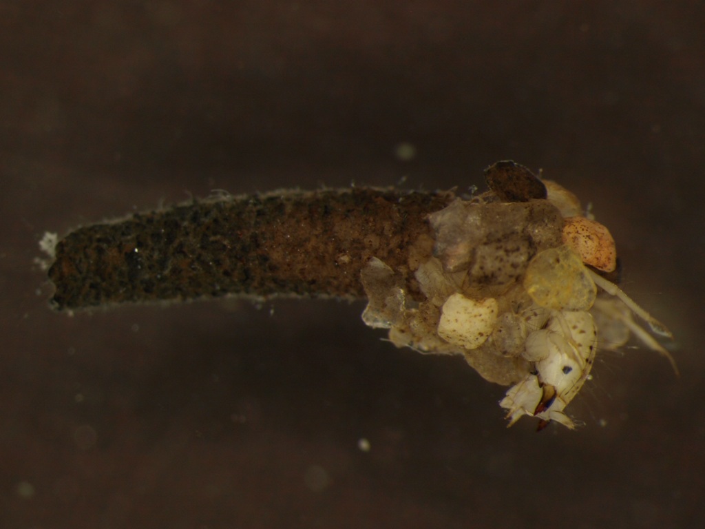 Athripsodes cinereus 1